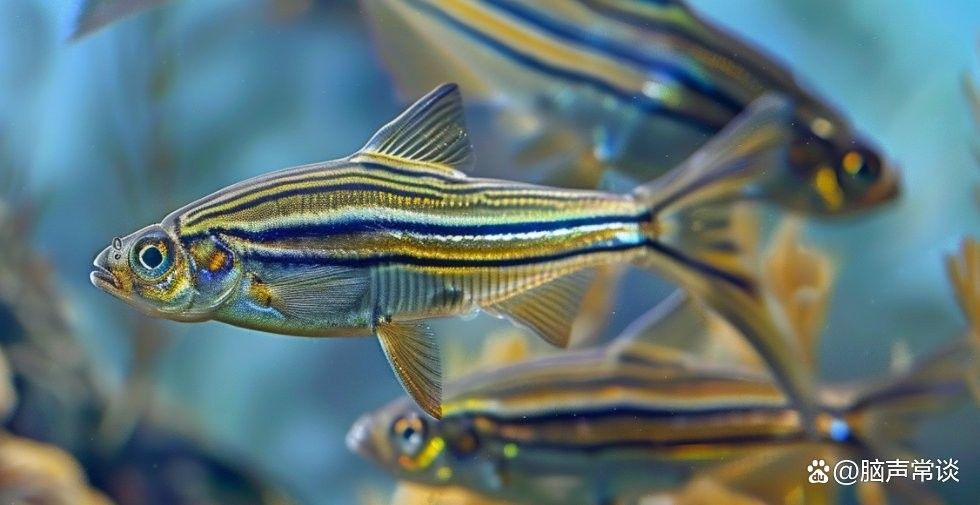 如何判斷龍魚是否接受斑馬魚：\