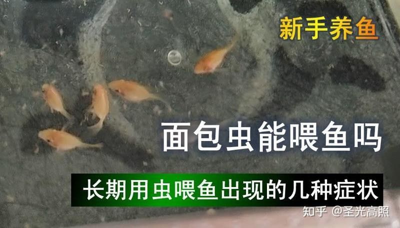 龍魚只吃面包蟲怎么辦？：龍魚只吃面包蟲怎么辦