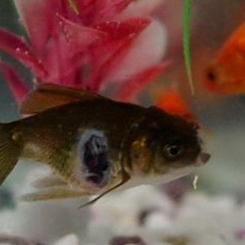 龍魚沉底后還能救活嗎：龍魚沉底后還能救活嗎龍魚沉底后還能救活嗎 龍魚沉底后還能救活嗎：龍魚沉底后還能救活嗎龍魚沉底后還能救活嗎 龍魚百科 第7張
