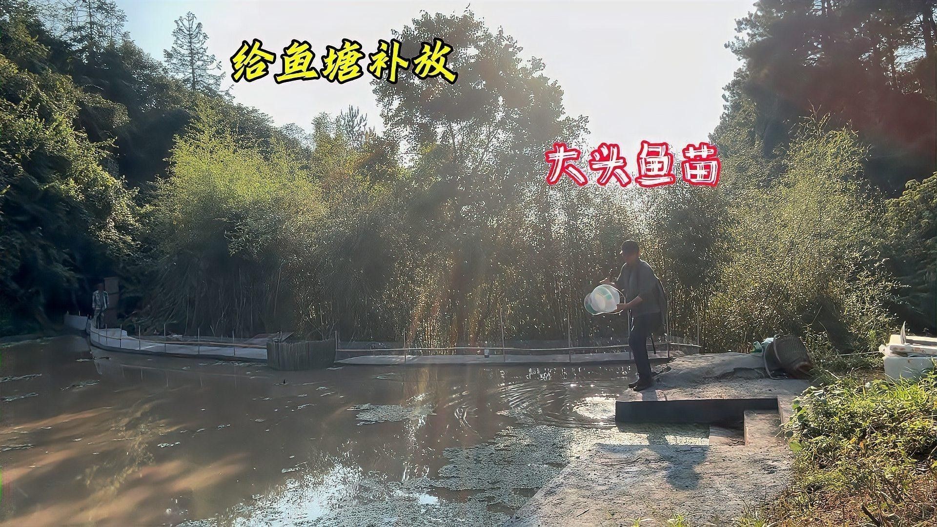 如何自制曼龍魚成魚飼料：自制曼龍魚成魚飼料最簡單方法
