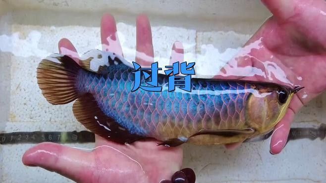 如何辨別白色金龍魚的真偽？：如何鑒別白色金龍魚的真偽