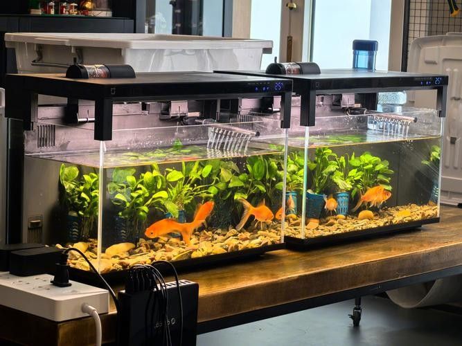 哪種魚缸遮蔽材料最經濟實惠？：阿里巴巴1688水族箱隔離品牌排行榜