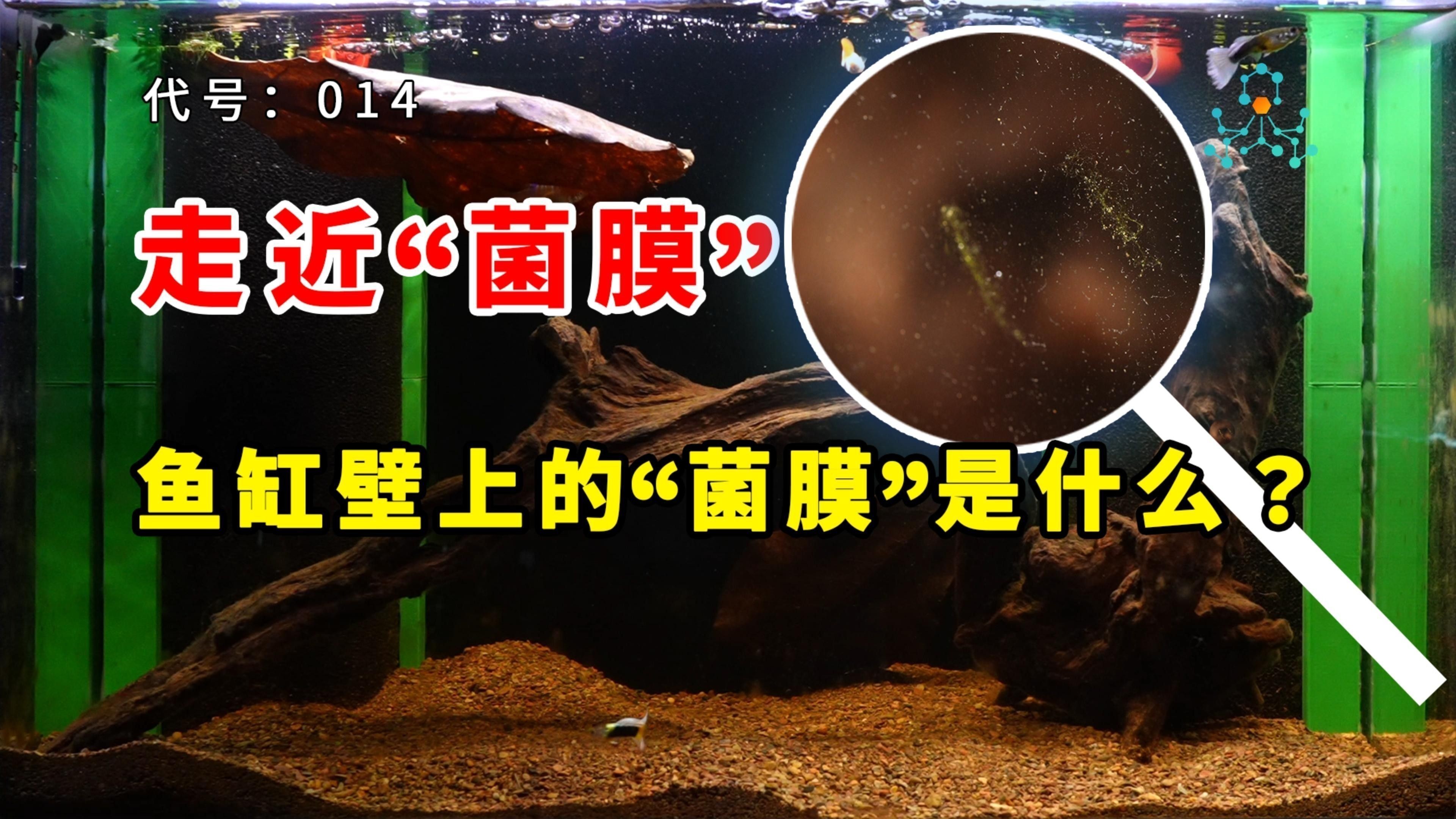 菌膜對魚有害嗎？：佩特汪魚缸長菌膜了怎么辦告訴你菌膜對魚有害嗎