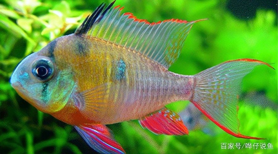 菌膜對魚有害嗎？：佩特汪魚缸長菌膜了怎么辦告訴你菌膜對魚有害嗎