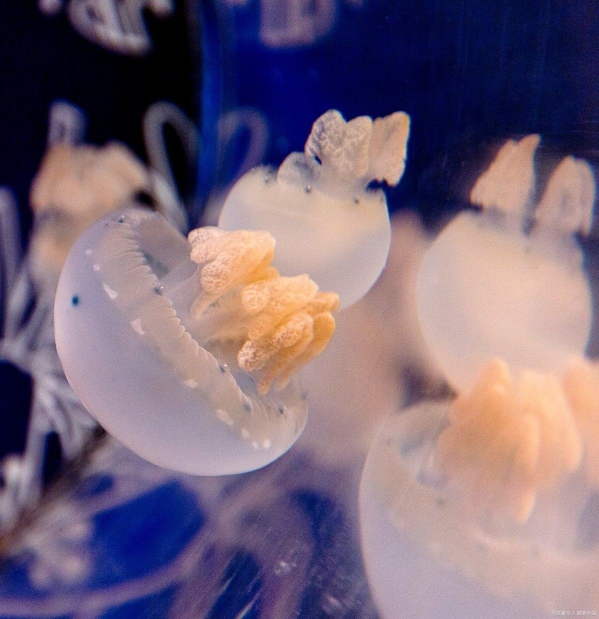 菌膜對魚有害嗎？：佩特汪魚缸長菌膜了怎么辦告訴你菌膜對魚有害嗎