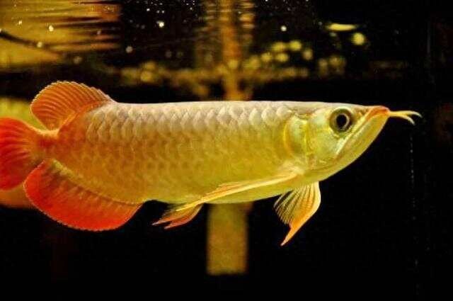 如何判斷金龍魚是否攻擊性強(qiáng)：如何判斷金龍魚是否具有攻擊性