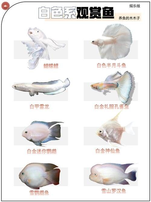 白龍魚的市場價格波動大嗎？：白龍魚市場價格波動分析