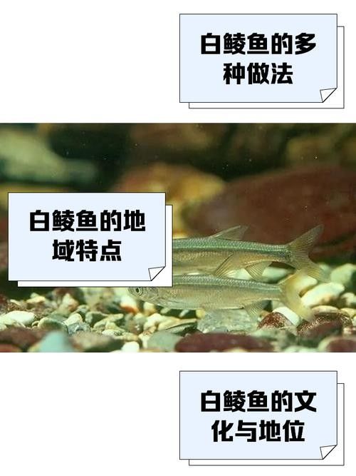 白龍魚的市場(chǎng)價(jià)格波動(dòng)大嗎？：白龍魚市場(chǎng)價(jià)格波動(dòng)分析