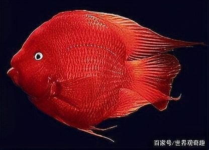 白龍魚的市場(chǎng)價(jià)格波動(dòng)大嗎？：白龍魚市場(chǎng)價(jià)格波動(dòng)分析