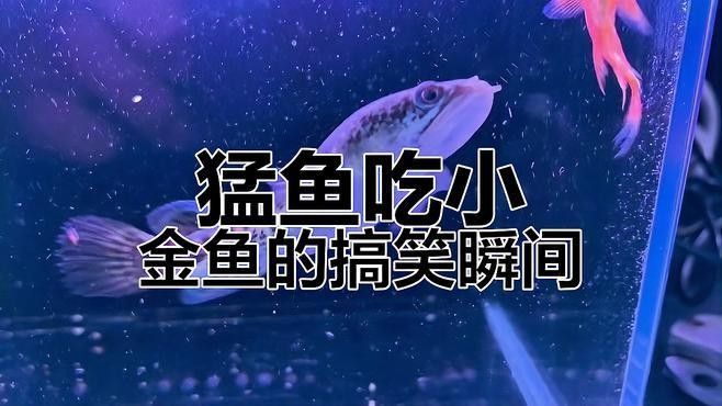 恐龍魚吃金魚時(shí)會(huì)有哪些表現(xiàn)：恐龍魚在捕食金魚時(shí)會(huì)有哪些行為表現(xiàn)？