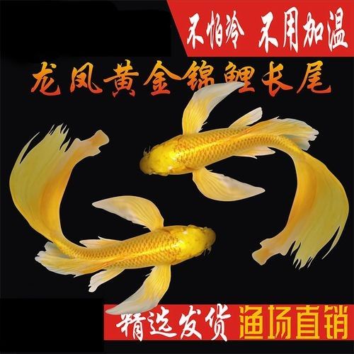 如何區分白金龍鳳鯉和蝴蝶鯉？：白金龍鳳鯉和蝴蝶鯉的區別