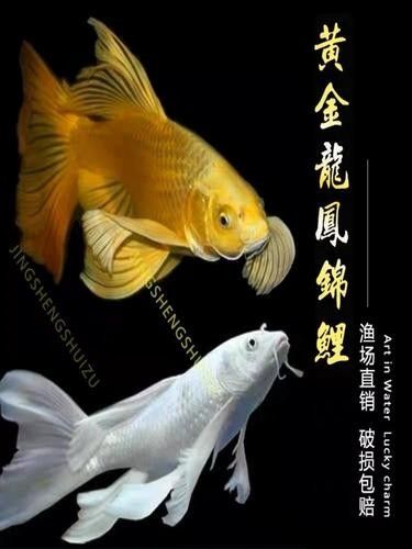 如何區分白金龍鳳鯉和蝴蝶鯉？：白金龍鳳鯉和蝴蝶鯉的區別