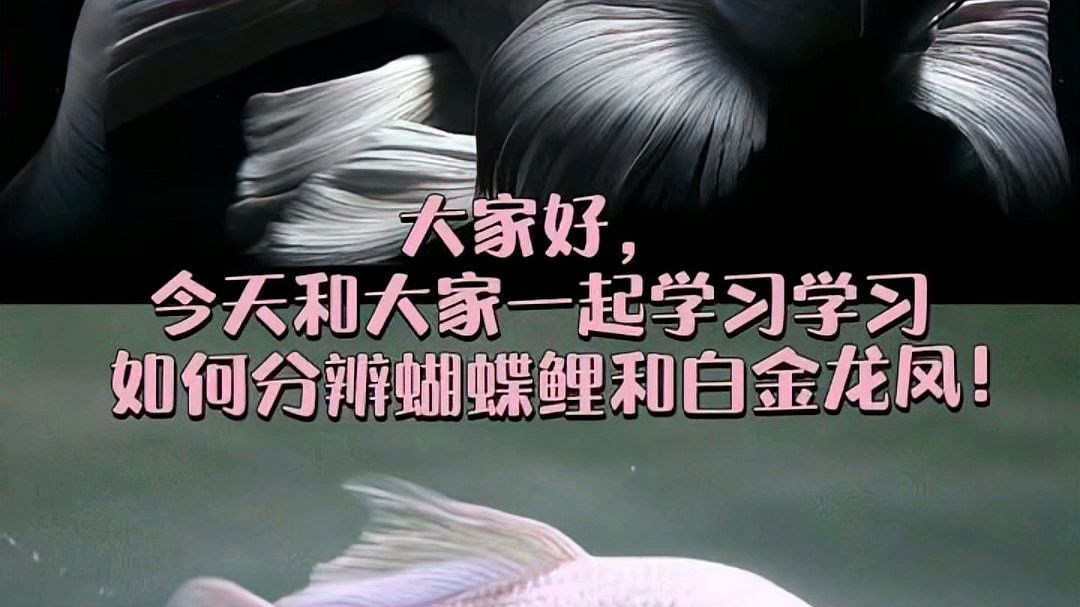 如何區分白金龍鳳鯉和蝴蝶鯉？：白金龍鳳鯉和蝴蝶鯉的區別