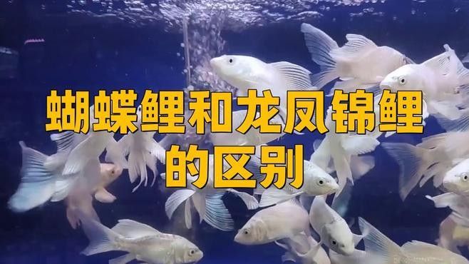 如何區分白金龍鳳鯉和蝴蝶鯉？：白金龍鳳鯉和蝴蝶鯉的區別