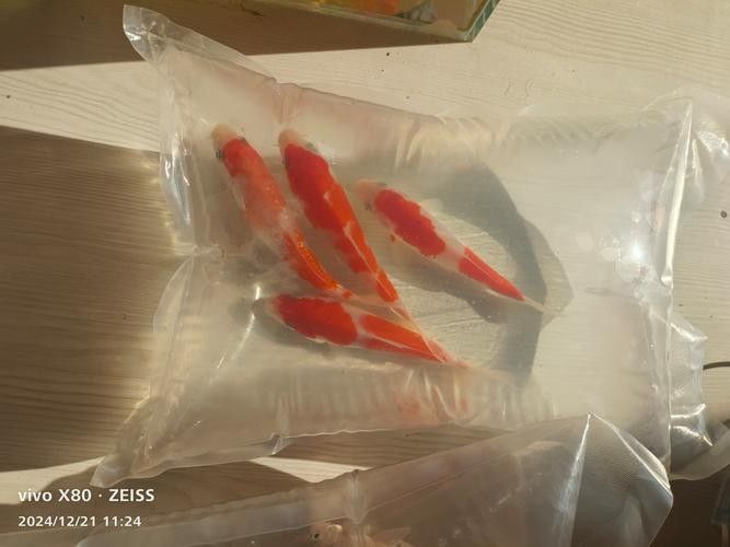 如何區分白金龍鳳鯉和蝴蝶鯉？：白金龍鳳鯉和蝴蝶鯉的區別