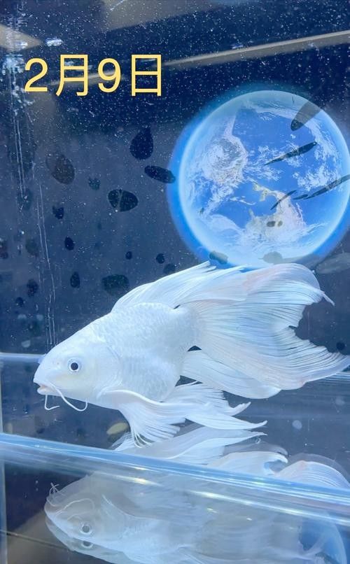 如何區分白金龍鳳鯉和蝴蝶鯉？：白金龍鳳鯉和蝴蝶鯉的區別