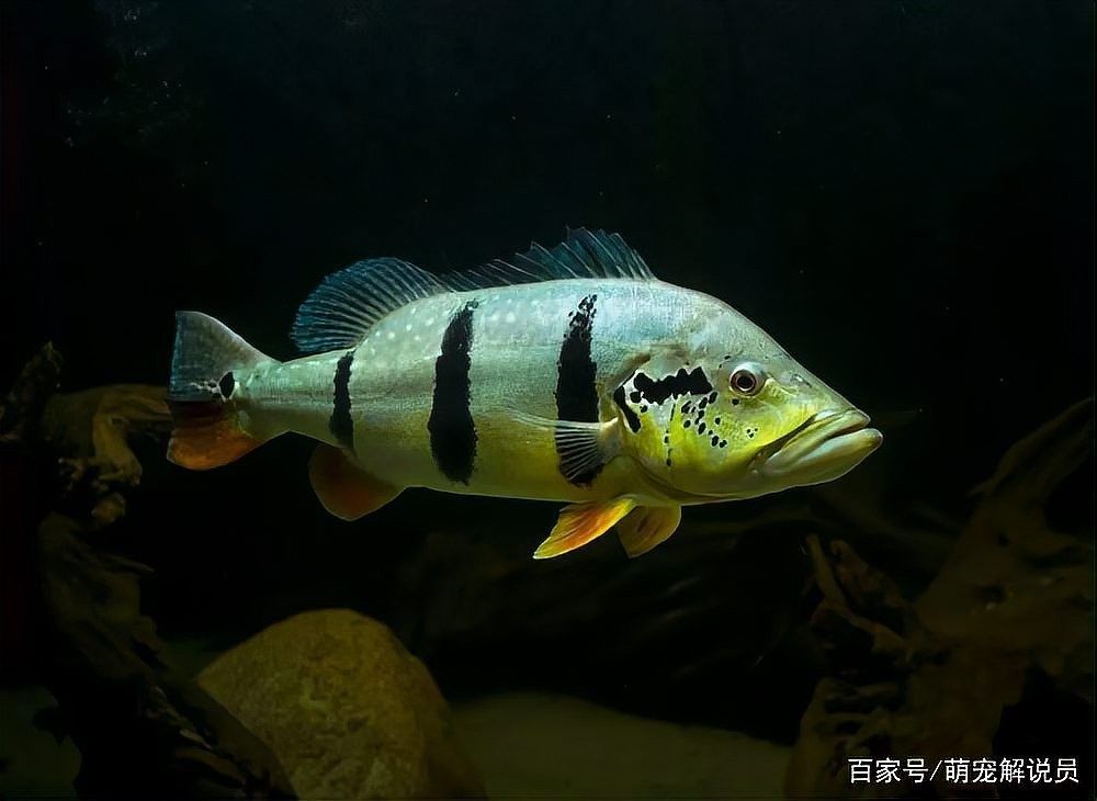 龍魚價格未來會繼續(xù)下跌嗎：銀龍魚價格波動一直是愛好者和投資者關(guān)注的焦點(diǎn)龍魚