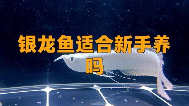 龍魚價格未來會繼續(xù)下跌嗎：銀龍魚價格波動一直是愛好者和投資者關(guān)注的焦點(diǎn)龍魚