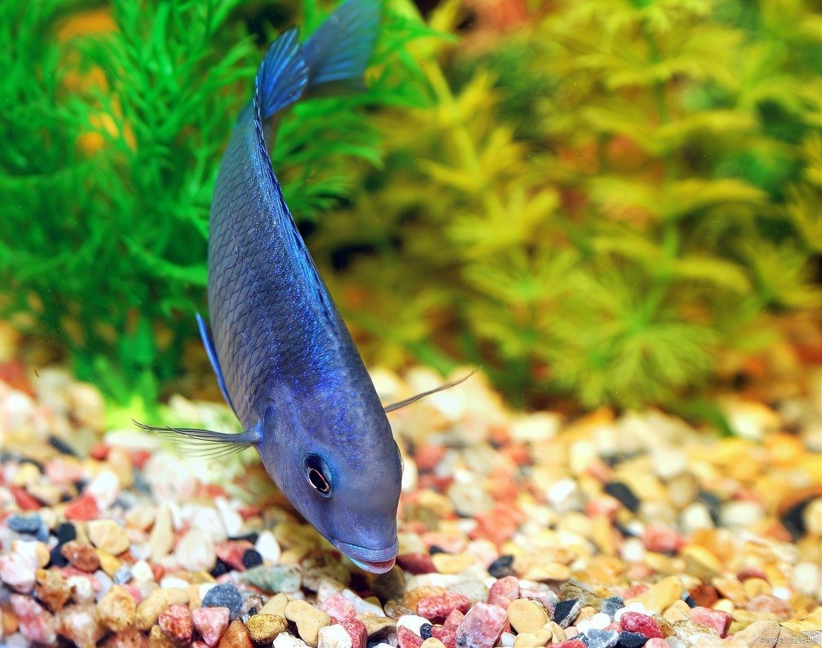 如何判斷六角恐龍魚是否感染寄生蟲？：六角恐龍魚是否感染寄生蟲通常需要通過以下步驟 如何判斷六角恐龍魚是否感染寄生蟲？：六角恐龍魚是否感染寄生蟲通常需要通過以下步驟 龍魚百科 第7張