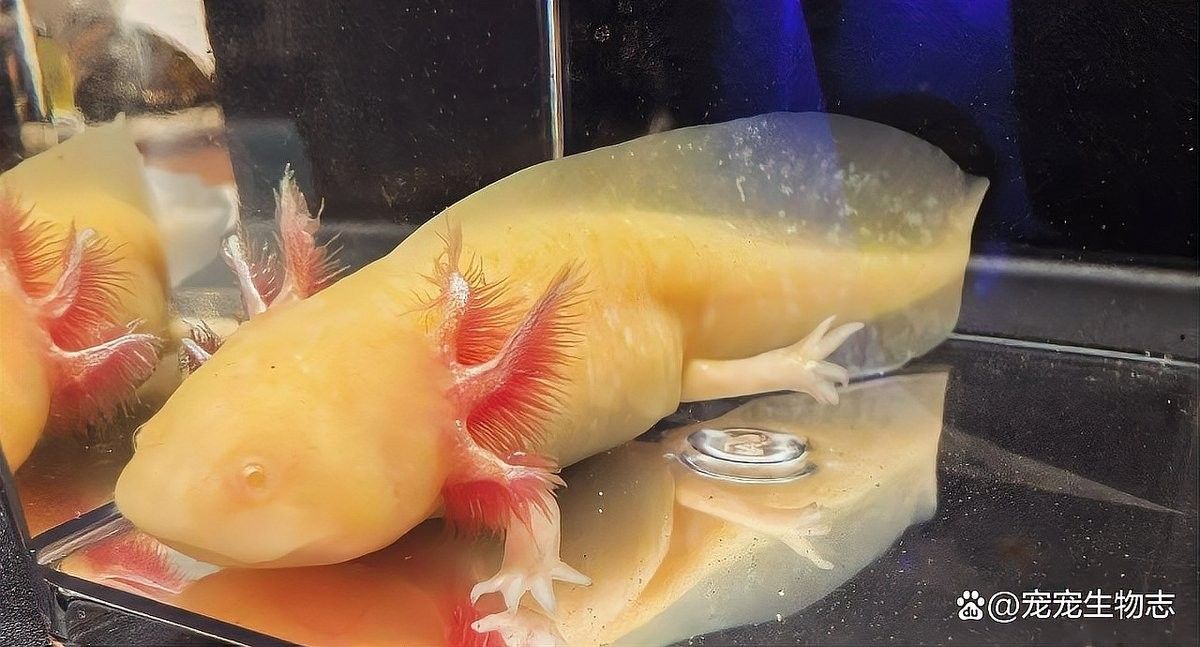 如何判斷六角恐龍魚是否感染寄生蟲？：六角恐龍魚是否感染寄生蟲通常需要通過以下步驟 如何判斷六角恐龍魚是否感染寄生蟲？：六角恐龍魚是否感染寄生蟲通常需要通過以下步驟 龍魚百科 第4張