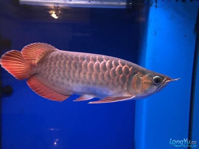 福龍和黑白龍魚的價(jià)格差異大嗎：龍和黑白龍魚的價(jià)格差異