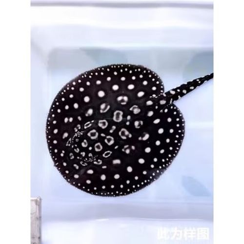 福龍和黑白龍魚的價格差異大嗎：龍和黑白龍魚的價格差異