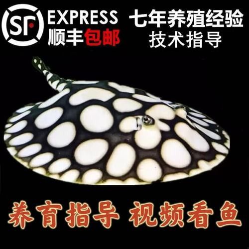 福龍和黑白龍魚的價格差異大嗎：龍和黑白龍魚的價格差異