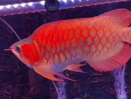 福龍和黑白龍魚的價(jià)格差異大嗎：龍和黑白龍魚的價(jià)格差異