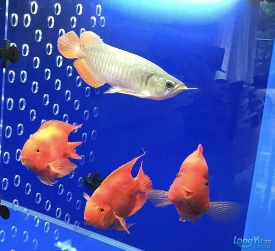 福龍和黑白龍魚的價格差異大嗎：龍和黑白龍魚的價格差異