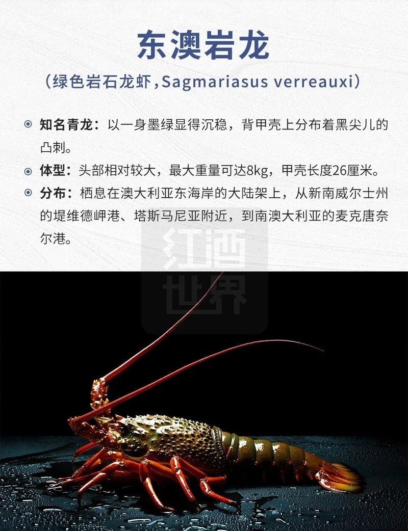 澳龍有哪些品種：澳洲龍蝦（澳洲龍蝦（澳洲龍蝦（澳龍）是什么龍蝦邊牧崽崽 澳龍有哪些品種：澳洲龍蝦（澳洲龍蝦（澳洲龍蝦（澳龍）是什么龍蝦邊牧崽崽 龍魚百科 第12張
