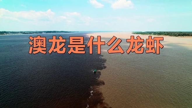 澳龍有哪些品種：澳洲龍蝦（澳洲龍蝦（澳洲龍蝦（澳龍）是什么龍蝦邊牧崽崽 澳龍有哪些品種：澳洲龍蝦（澳洲龍蝦（澳洲龍蝦（澳龍）是什么龍蝦邊牧崽崽 龍魚百科 第8張