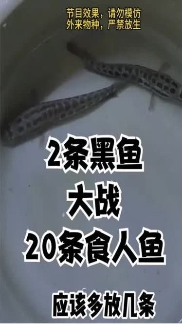 黑魚和食人魚哪個更兇猛？：“淡水魚之王”黑魚和食人魚誰更厲害帥小伙實測實測