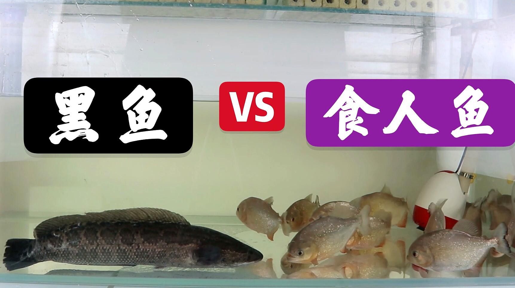 黑魚和食人魚哪個(gè)更兇猛？：“淡水魚之王”黑魚和食人魚誰(shuí)更厲害帥小伙實(shí)測(cè)實(shí)測(cè)