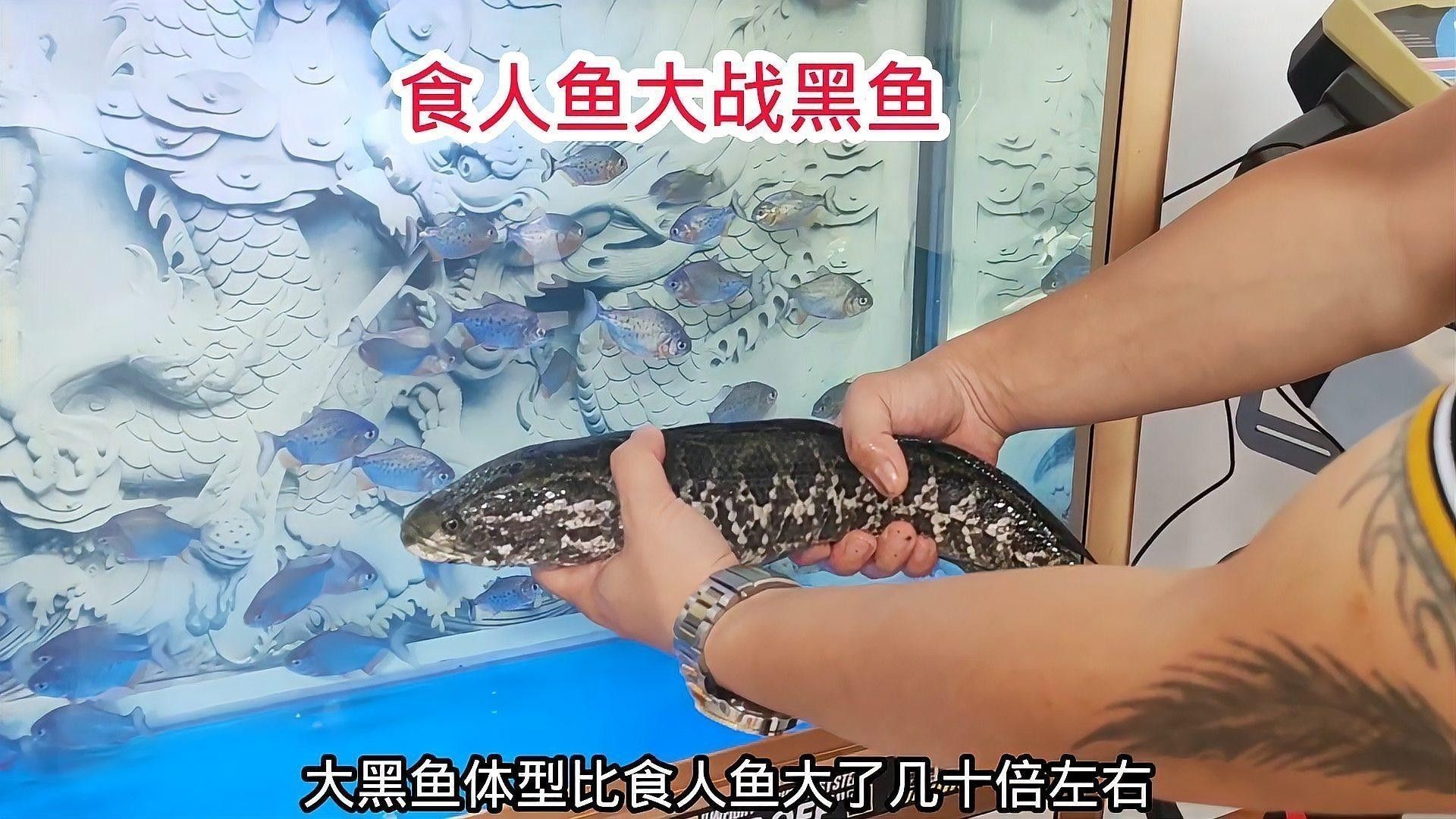 黑魚和食人魚哪個更兇猛？：“淡水魚之王”黑魚和食人魚誰更厲害帥小伙實測實測