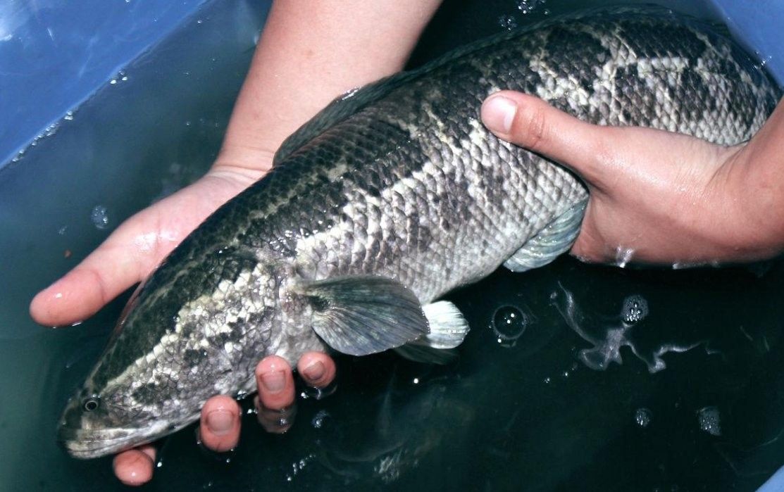 黑魚和食人魚哪個更兇猛？：“淡水魚之王”黑魚和食人魚誰更厲害帥小伙實測實測