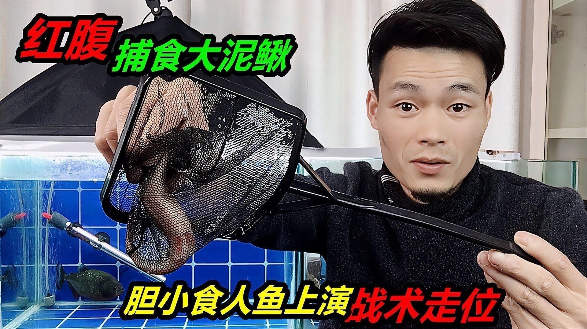 黑魚和食人魚哪個更兇猛？：“淡水魚之王”黑魚和食人魚誰更厲害帥小伙實測實測