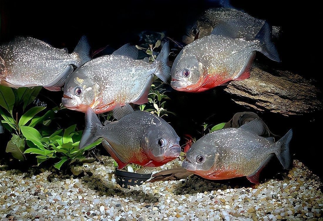 黑魚和食人魚哪個更兇猛？：“淡水魚之王”黑魚和食人魚誰更厲害帥小伙實測實測
