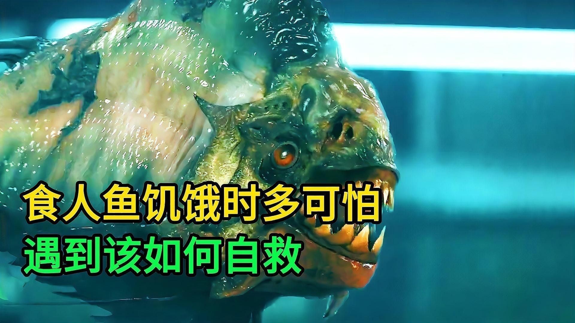 黑魚和食人魚哪個更兇猛？：“淡水魚之王”黑魚和食人魚誰更厲害帥小伙實測實測