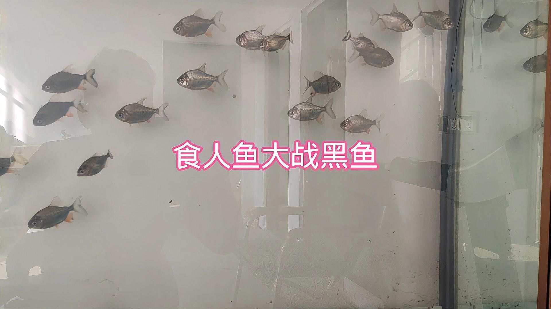 黑魚和食人魚哪個(gè)更兇猛？：“淡水魚之王”黑魚和食人魚誰(shuí)更厲害帥小伙實(shí)測(cè)實(shí)測(cè)