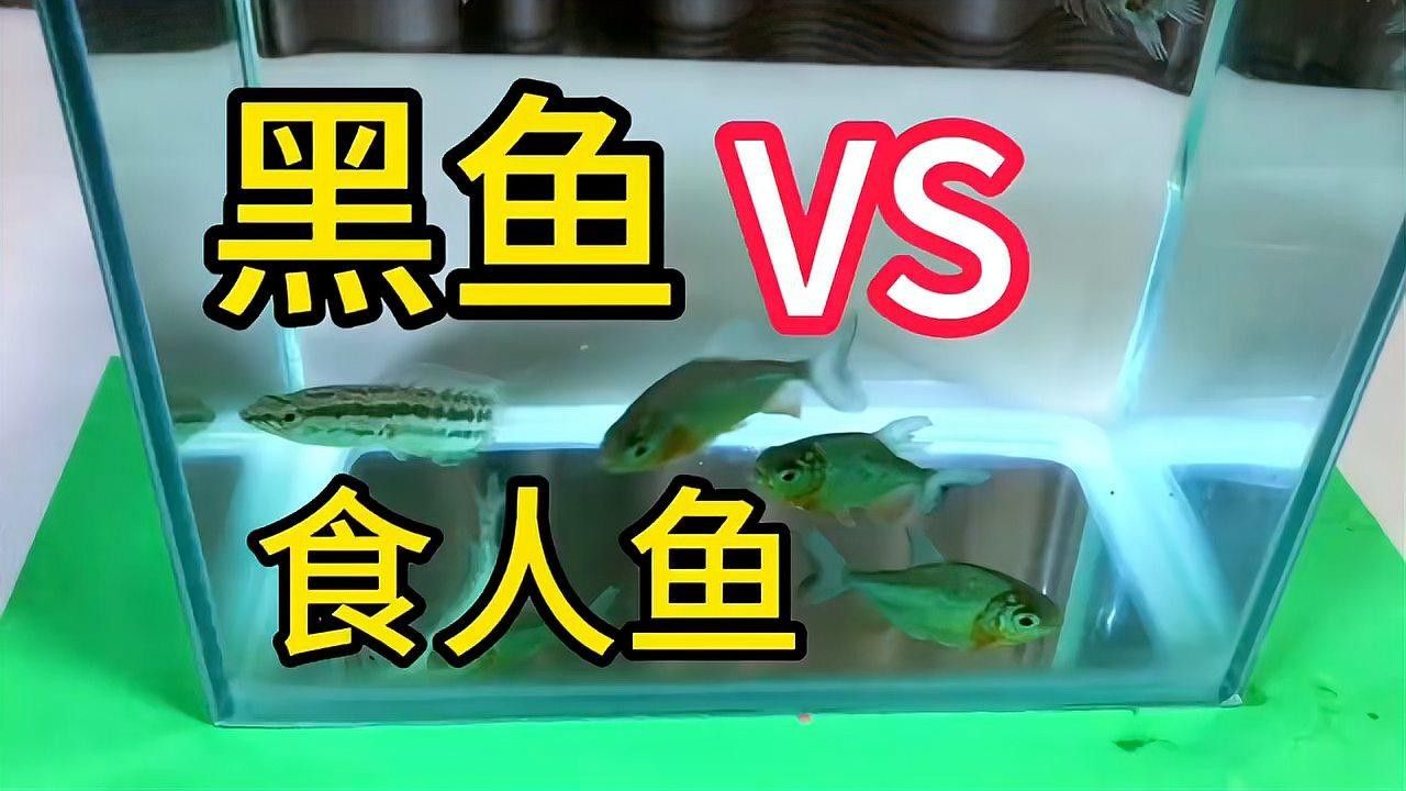 黑魚和食人魚哪個(gè)更兇猛？：“淡水魚之王”黑魚和食人魚誰(shuí)更厲害帥小伙實(shí)測(cè)實(shí)測(cè)