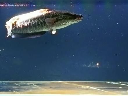 黑魚和食人魚哪個更兇猛？：“淡水魚之王”黑魚和食人魚誰更厲害帥小伙實測實測