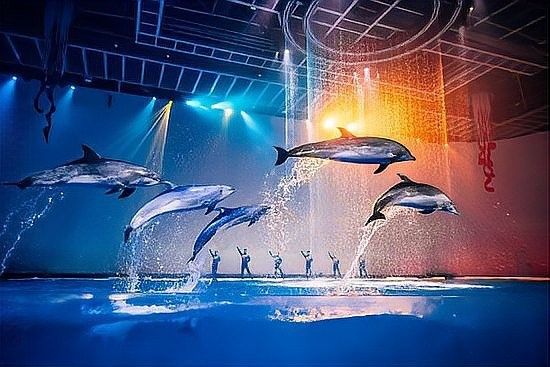浦東哪個水族館龍魚好？祥龍魚場龍魚：上海海洋水族館——祥龍魚場