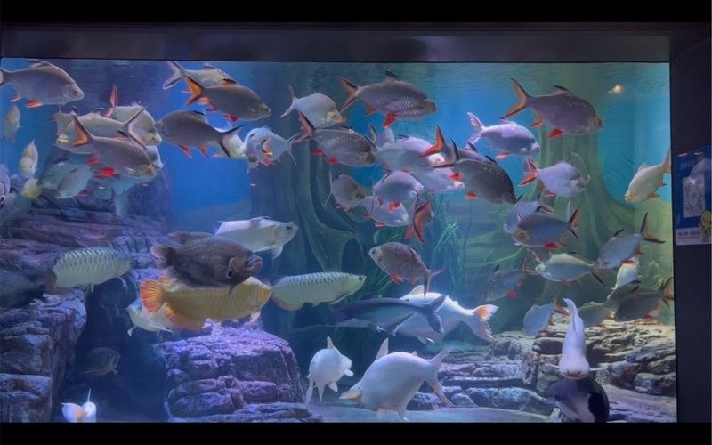 浦東哪個水族館龍魚好？祥龍魚場龍魚：上海海洋水族館——祥龍魚場