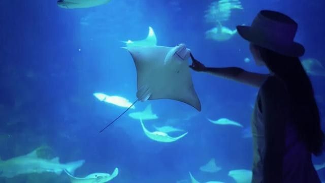 浦東哪個水族館龍魚好？祥龍魚場龍魚：上海海洋水族館——祥龍魚場