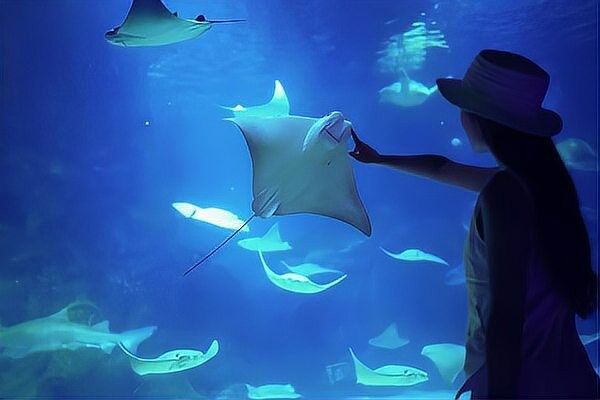浦東哪個水族館龍魚好？祥龍魚場龍魚：上海海洋水族館——祥龍魚場