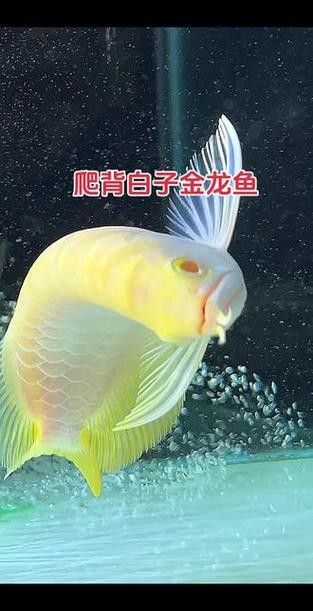 哪種過背金龍魚最稀有：白子過背金龍和金頭過背金龍哪個更稀有？