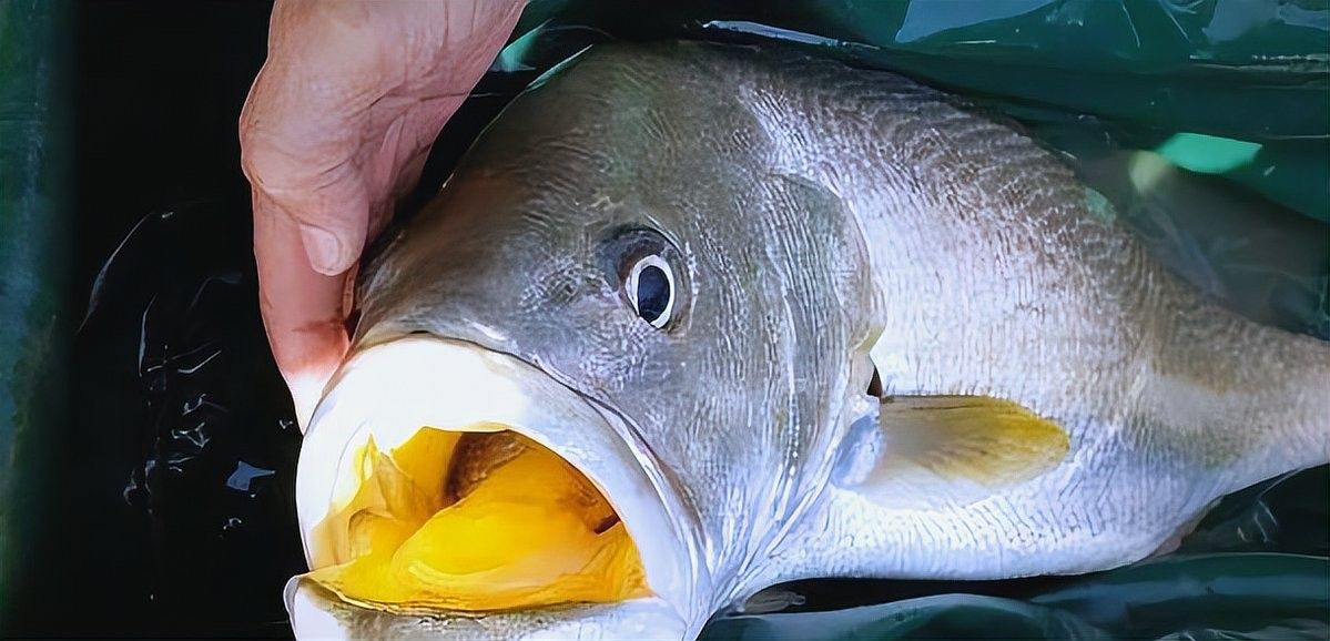 哪種過背金龍魚最稀有：白子過背金龍和金頭過背金龍哪個更稀有？