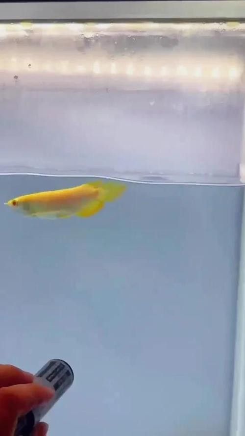 哪種過背金龍魚最稀有：白子過背金龍和金頭過背金龍哪個更稀有？