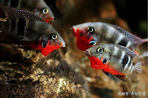 虎斑恐龍魚繁殖注意事項：虎斑恐龍魚的繁殖方式