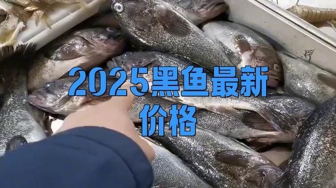 非洲黑龍魚的價格波動大嗎：非洲黑龍魚價格波動受到多種因素影響非洲黑龍魚的價格
